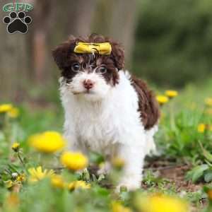 Avery, Yorkie Poo Puppy